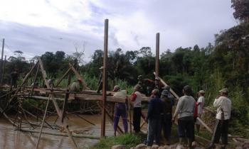 Diserang Hama Wereng Dinas Tanaman Pangan dan 